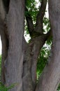 Several tree trunks of a mighty linden tree with green leaves 2