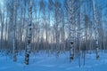 Several trees covered in snow stand together amidst a winter landscape, A bare, snowy birch forest in twilight, AI Generated Royalty Free Stock Photo