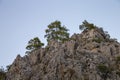 Several trees high on the rock above Royalty Free Stock Photo