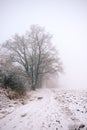 Several trees next to path in foggy morning