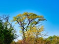 Several trees showing autumn colored leaves on a sunny day with a bright blue sky Royalty Free Stock Photo