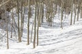 Several trees in snow in rural Michigan Royalty Free Stock Photo