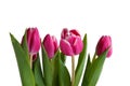 Several tulips Royalty Free Stock Photo
