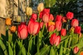 Several tulips in the sunshine in the front yard Royalty Free Stock Photo