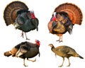 Several Turkey toms strutting Royalty Free Stock Photo