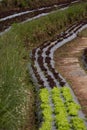 Lettuce planted in rows on a terraced hill