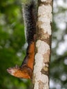 Red squirrel Sciurus granatensis in the rainforest of Costa Rica Royalty Free Stock Photo