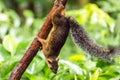 Red squirrel Sciurus granatensis in the rainforest of Costa Rica Royalty Free Stock Photo