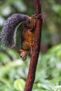 Red squirrel Sciurus granatensis in the rainforest of Costa Rica Royalty Free Stock Photo