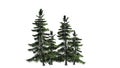 Several various Alaska Cedar trees Royalty Free Stock Photo