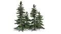 Several various Alaska Cedar trees Royalty Free Stock Photo