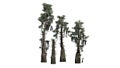 Several various Bald Cypress trees