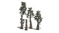 Several various Bald Cypress trees
