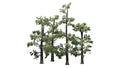 Several various Eastern White Pine trees