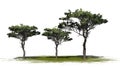 Several various Italian Stone Pine trees