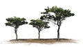 Several various Italian Stone Pine trees