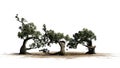 Several various Jeffrey Pine trees Royalty Free Stock Photo