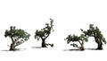 Several various Jeffrey Pine trees Royalty Free Stock Photo