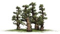 Several various Western Juniper trees