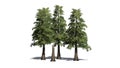 Several various Western Red Cedar trees Royalty Free Stock Photo