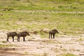 Several warthogs in the savannah grassland of Amboseli Park in K