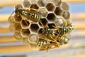 Several wasps building a nest to lay their eggs Royalty Free Stock Photo