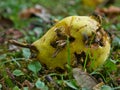 Several wasps on a yellow pear Royalty Free Stock Photo
