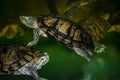 Several water slider turtles swim in green water