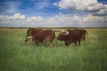 Several Watusi in Steppe