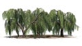 Several Weeping willow trees on a sand erea Royalty Free Stock Photo