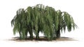 Several Weeping willow trees on a sand erea Royalty Free Stock Photo