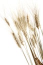 Several Wheat spikes
