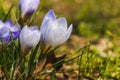 Several white crocuses close-up on a blurred background Royalty Free Stock Photo