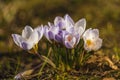 Several white crocuses close-up on a blurred background Royalty Free Stock Photo