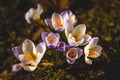 Several white crocuses close-up on a blurred background Royalty Free Stock Photo