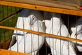 Several white doves sit in a wooden cage. Royalty Free Stock Photo