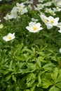 Several white flowers of Anemonoides sylvestris in May Royalty Free Stock Photo