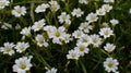 Several white flowers of the common field hornwort