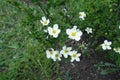 Several white flowers of Dasiphora fruticosa