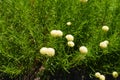 Several white flowers of Santolina virens Royalty Free Stock Photo