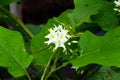 Several white flowers of Solanum torvum