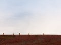 several white gulls atop a church flat tiled roof top background