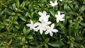 Several white jasmine flowers Jasminum species