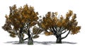 Several White oak trees in autumn Royalty Free Stock Photo