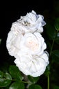 Several white-pink rose flowers at night. Royalty Free Stock Photo
