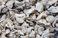 Several white sea shells together forming a texture Royalty Free Stock Photo