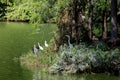 Several white swans. island in river. Atlantic forest