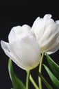 several white tulips with water drops on a dark background vertical