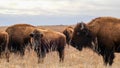 Several wild American bison, Bison bison, standing in the tall grass of a midwest prairie