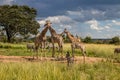 Several wild animals (zebra and giraffe), gathering around water source in savannah in national preservation park Imire Royalty Free Stock Photo